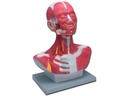 MOD. MUSCOLATURA TESTA-COLLO - 1X