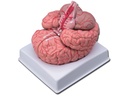 MODELLO CERVELLO CON ARTERIE - 9 parti
