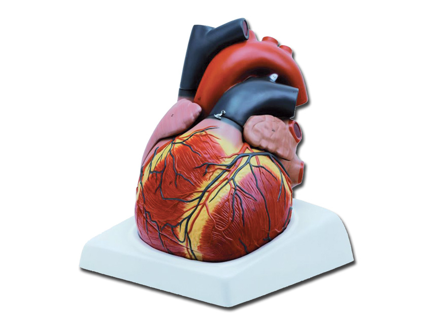 MODELLO CUORE - 4 parti - 3X