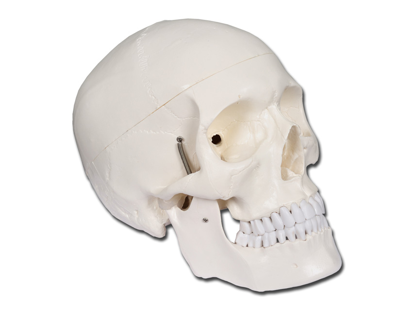 MODELLO CRANIO LINEA "VALUE" - 1X