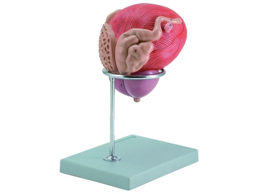 [40090] MODELLO VESCICA + PROSTATA - 2 parti - 3X