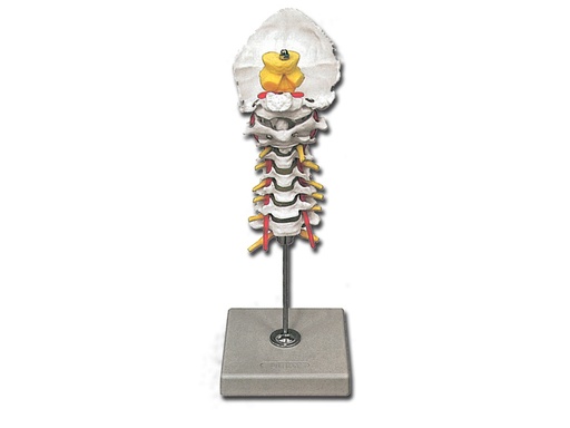 [40136] MODELLO COLONNA CERVICALE
