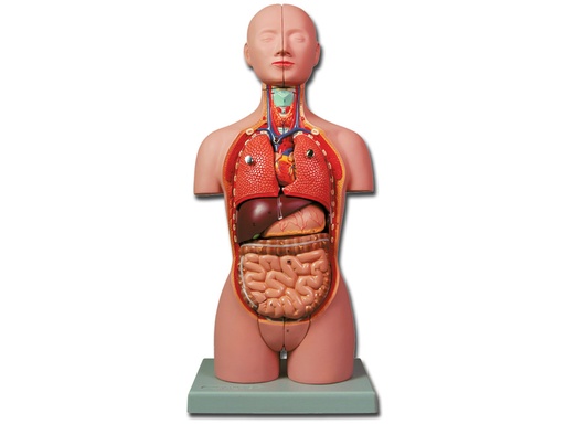 [40000] MINI TORSO - 16 parti