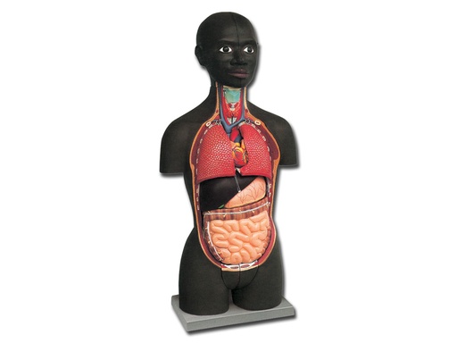 [40001] MINI TORSO - AFRICANO - 16 parti