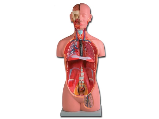 [40003] TORSO UNI-SEX - 16 parti
