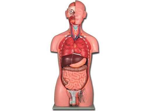 [40005] TORSO DUAL SEX - 25 parti