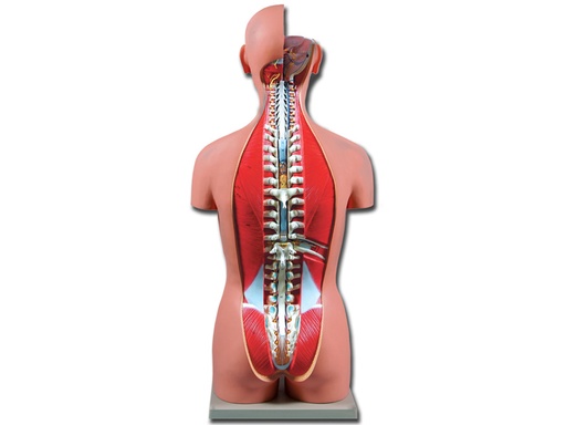 [40008] TORSO DUAL SEX APERTO DIETRO - 27 parti