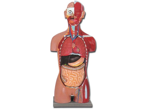 [40009] TORSO MUSCOLARE DUAL SEX APERTO DIETRO - 28 parti