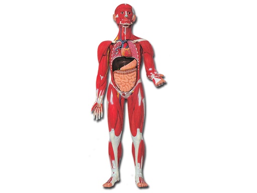 [40019] MOD. MUSCOLATURA CORPO UMANO