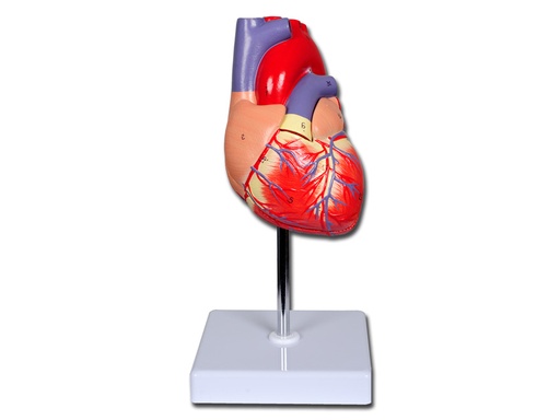 [40069] MODELLO CUORE LINEA "VALUE" - 2 parti - 1X