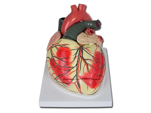 [40070] MODELLO CUORE LINEA "VALUE" - 3 parti - 3X