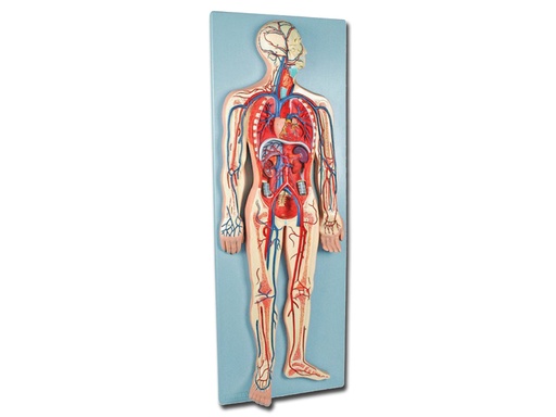 [40075] MODELLO SISTEMA CARDIOVASCOLARE