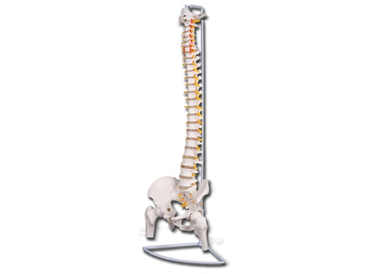 [40127] MOD. COLONNA VERTEBRALE CON FEMORI LINEA "VALUE"