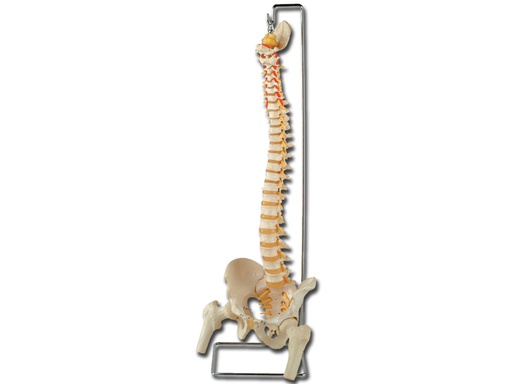 [40130] MOD. COLONNA VERTEBRALE CON FEMORI