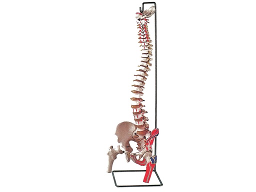 [40131] MOD. COLONNA VERTEBRALE CON FEMORI + muscolatura