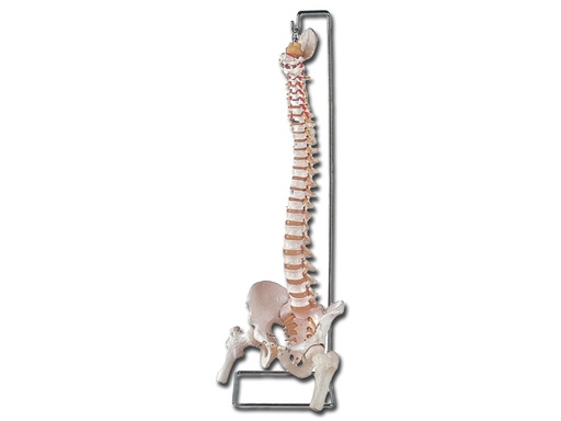 [40132] MOD. COLONNA VERTEBRALE CON FEMORI + osso sacro