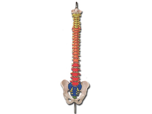 [40133] MOD. COLONNA VERTEBRALE con codice colori