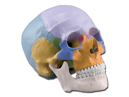 [40162] MODELLO CRANIO COLORATO - 3 parti - 1X