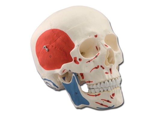 [40163] MODELLO CRANIO MUSCOLARE - 3 parti - 1X