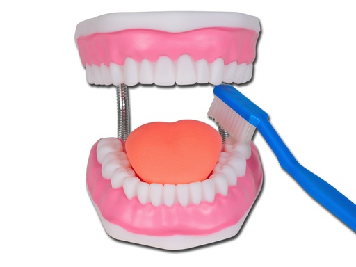 [40199] MODELLO IGIENE DENTALE LINEA "VALUE"