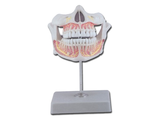 [40205] DENTATURA PERMANENTE