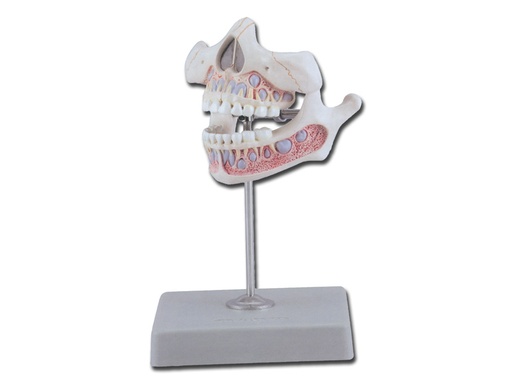 [40206] DENTATURA GIOVANILE