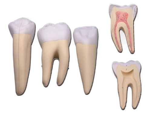 [40213] SET 3 DENTI (canino, molare, incisivo)
