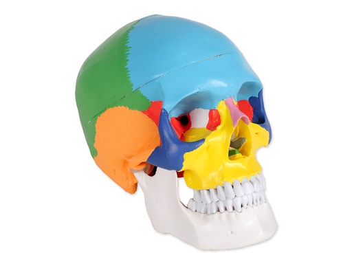 [40157] MODELLO CRANIO COLORATO LINEA "VALUE"- 3 parti - 1X